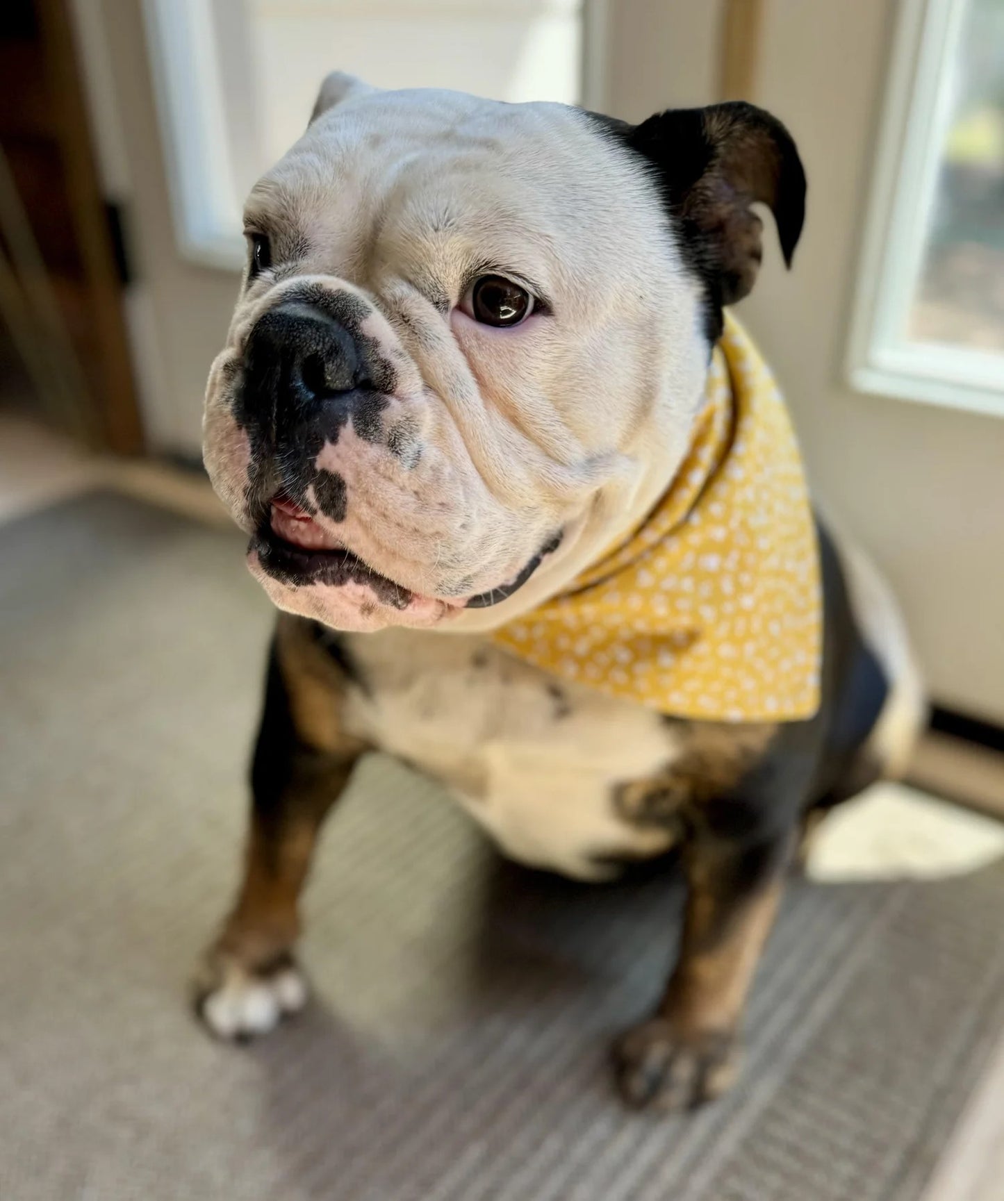 Sunny Days Bandana