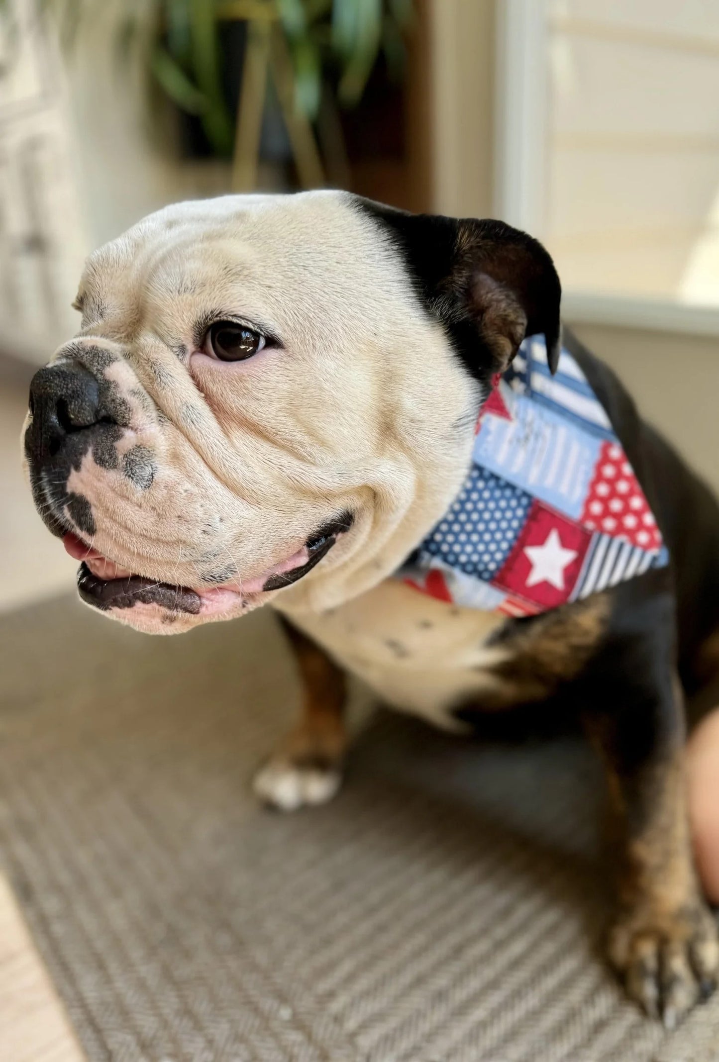 4th of July Bandana