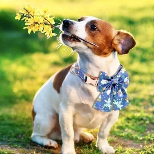 Big Blue Bow Collar