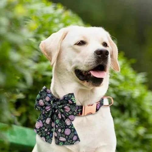 Hydrangea Black Bow Collar