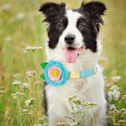 Teal Floral with Leaves Collar
