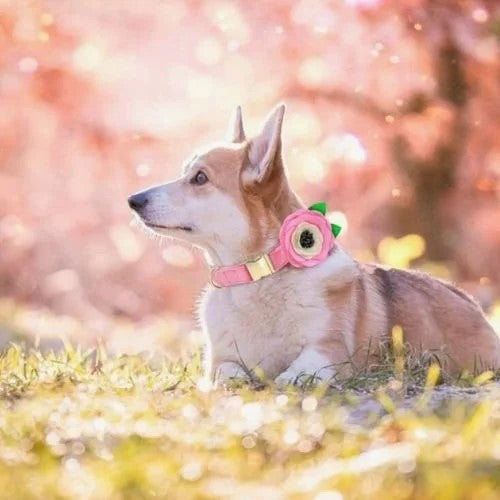 Pink Floral with Leaves Collar