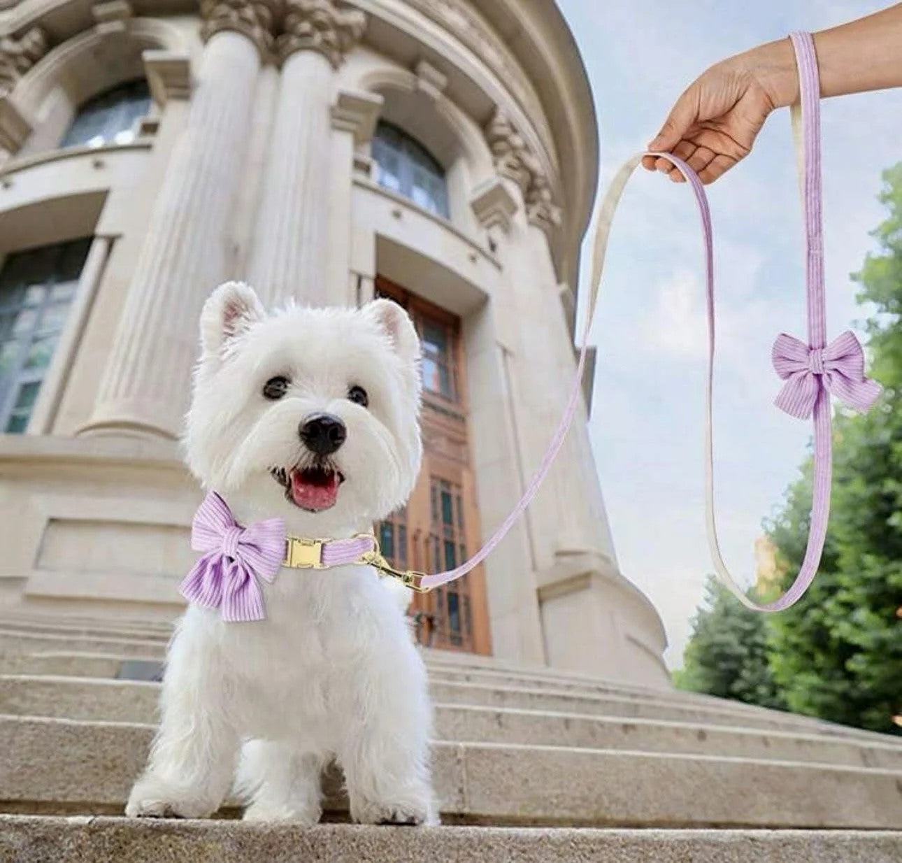 Lucy Lou Collar and Leash Set