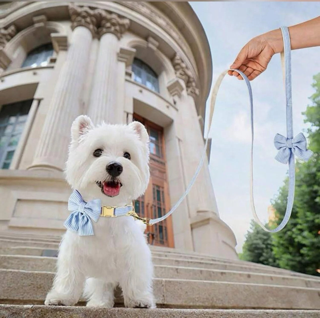 Dusty Blue Bow Dog Collar & Leash Set