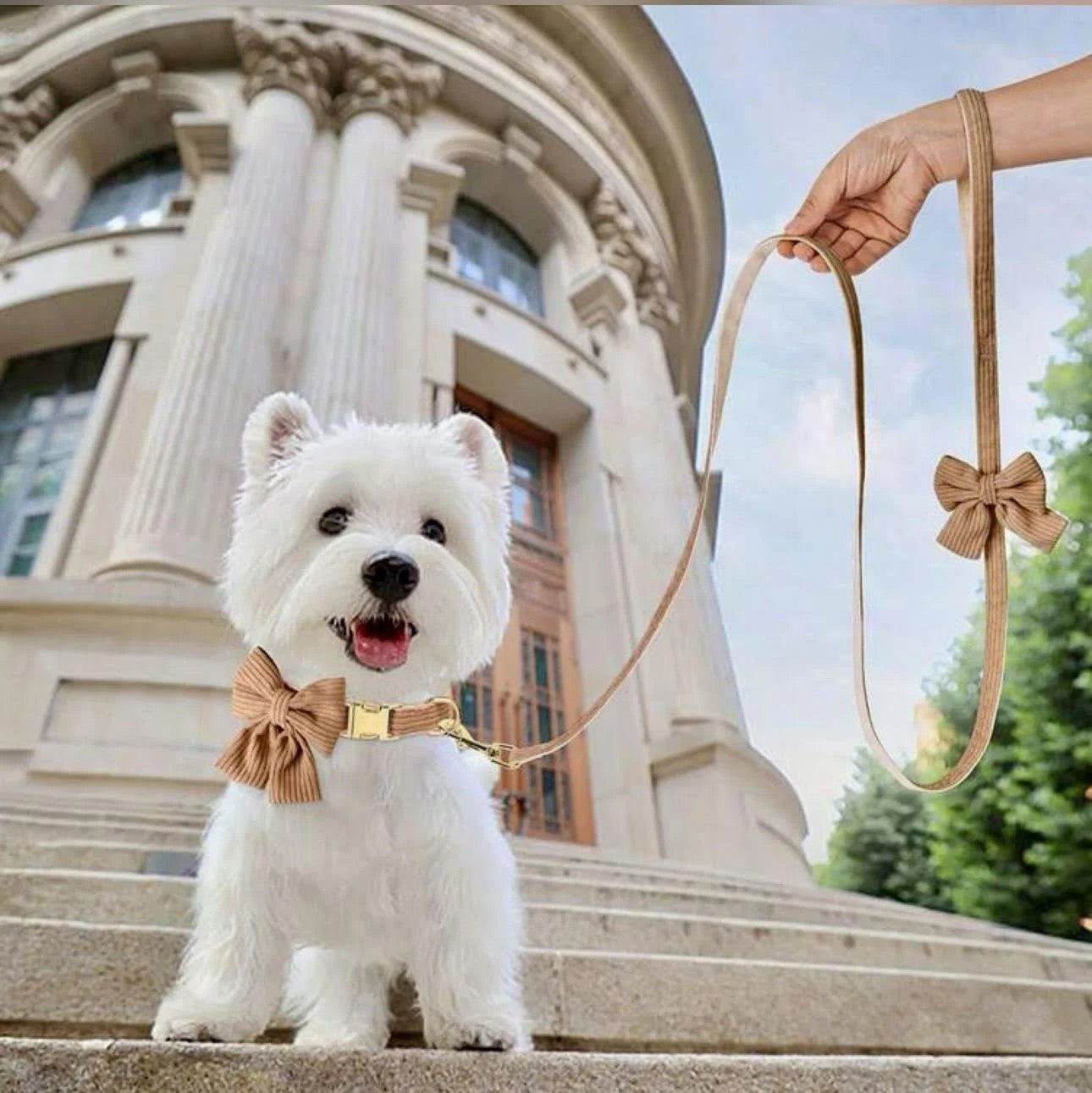 Teddy Collar and Leash Set