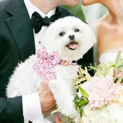 Pink Bow Collar