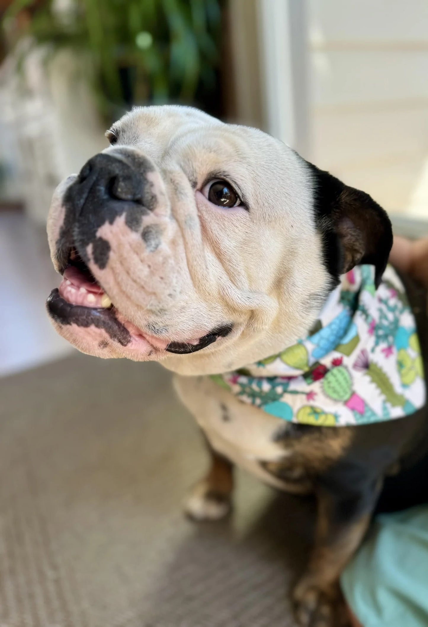 Fiesta Bandana