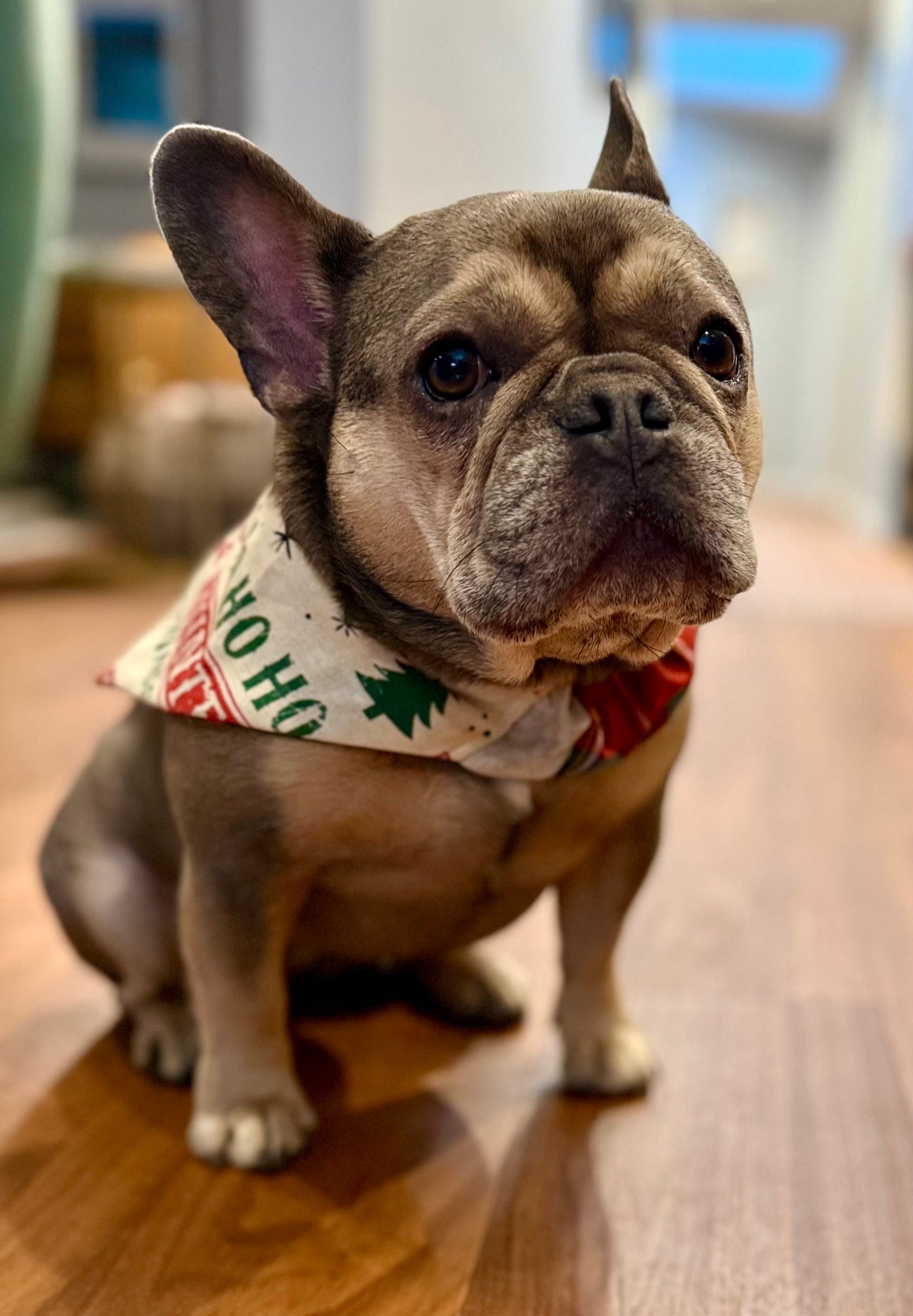 Santa Express Bandana