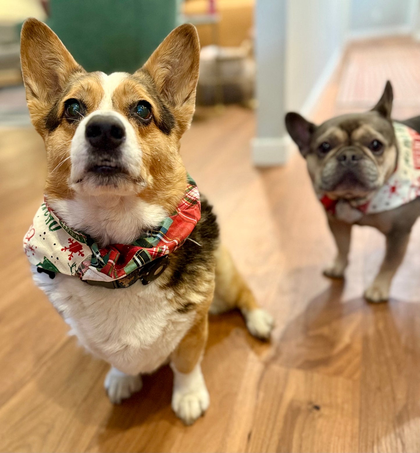 Santa Express Bandana