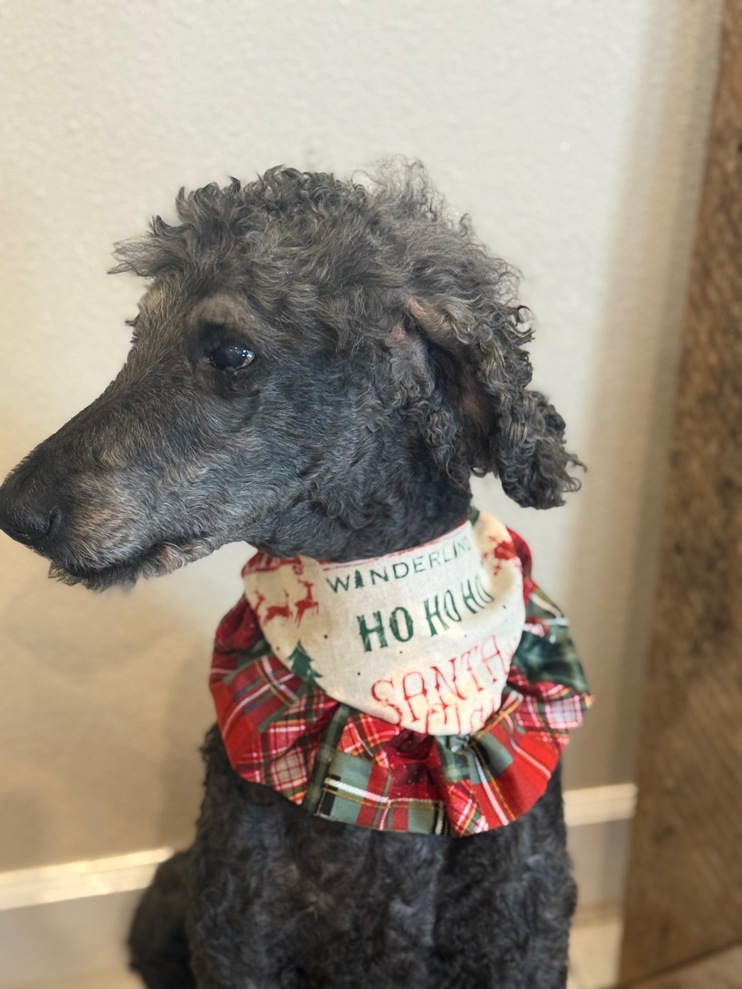 Santa Express Ruffle Bandana