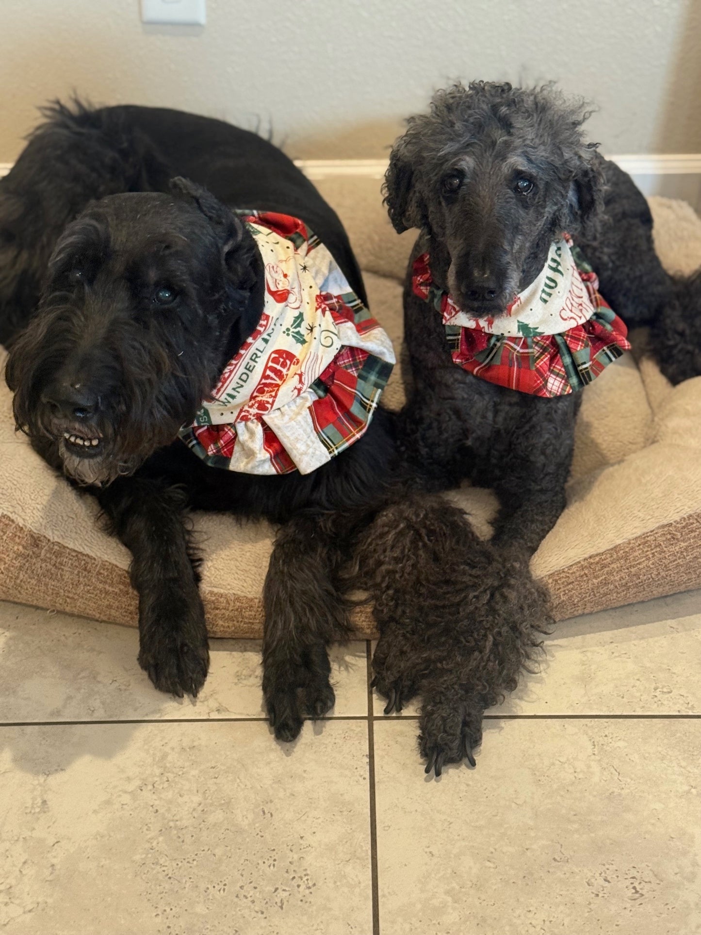 Santa Express Ruffle Bandana