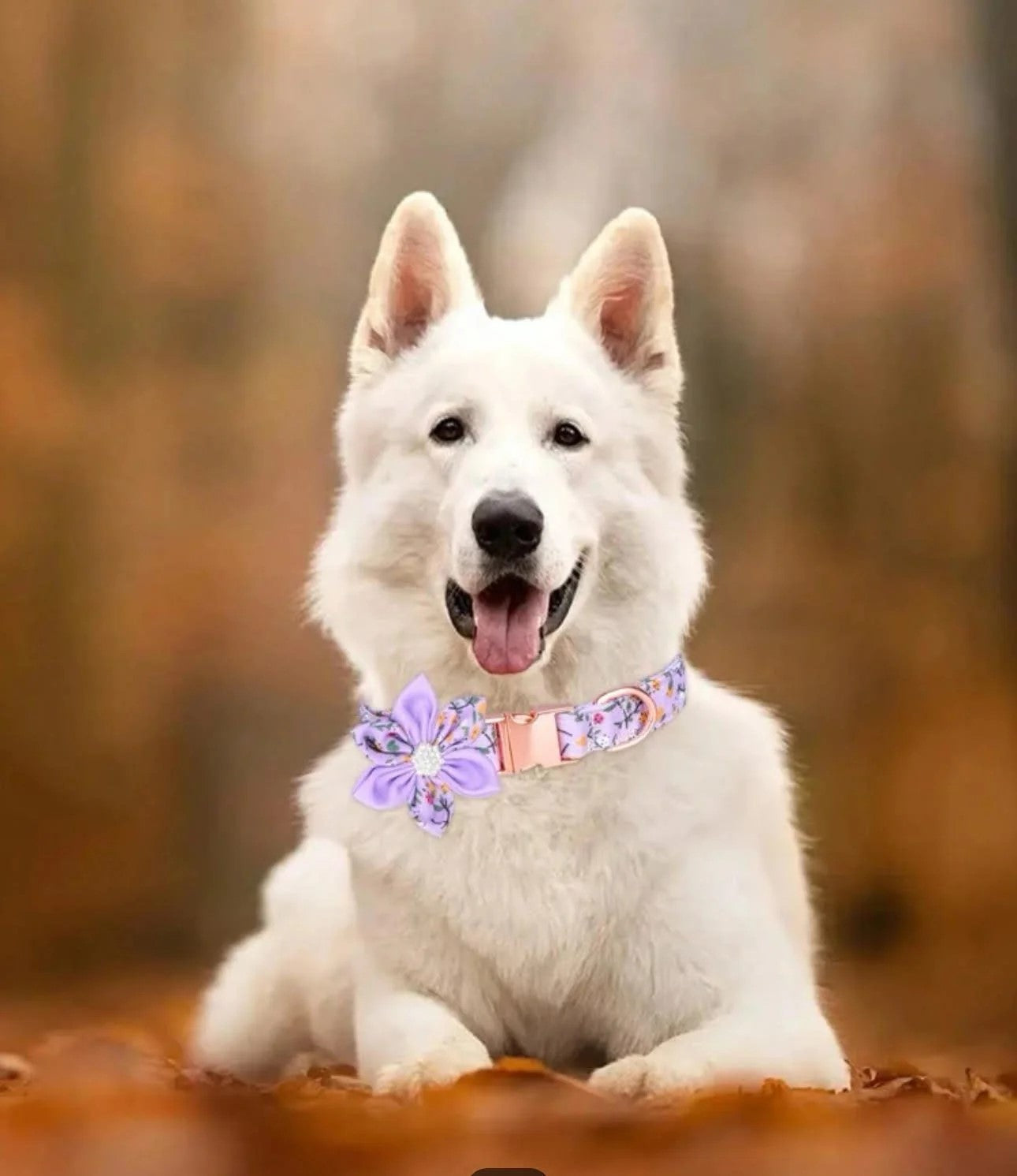 Lavendar Bloom Collar